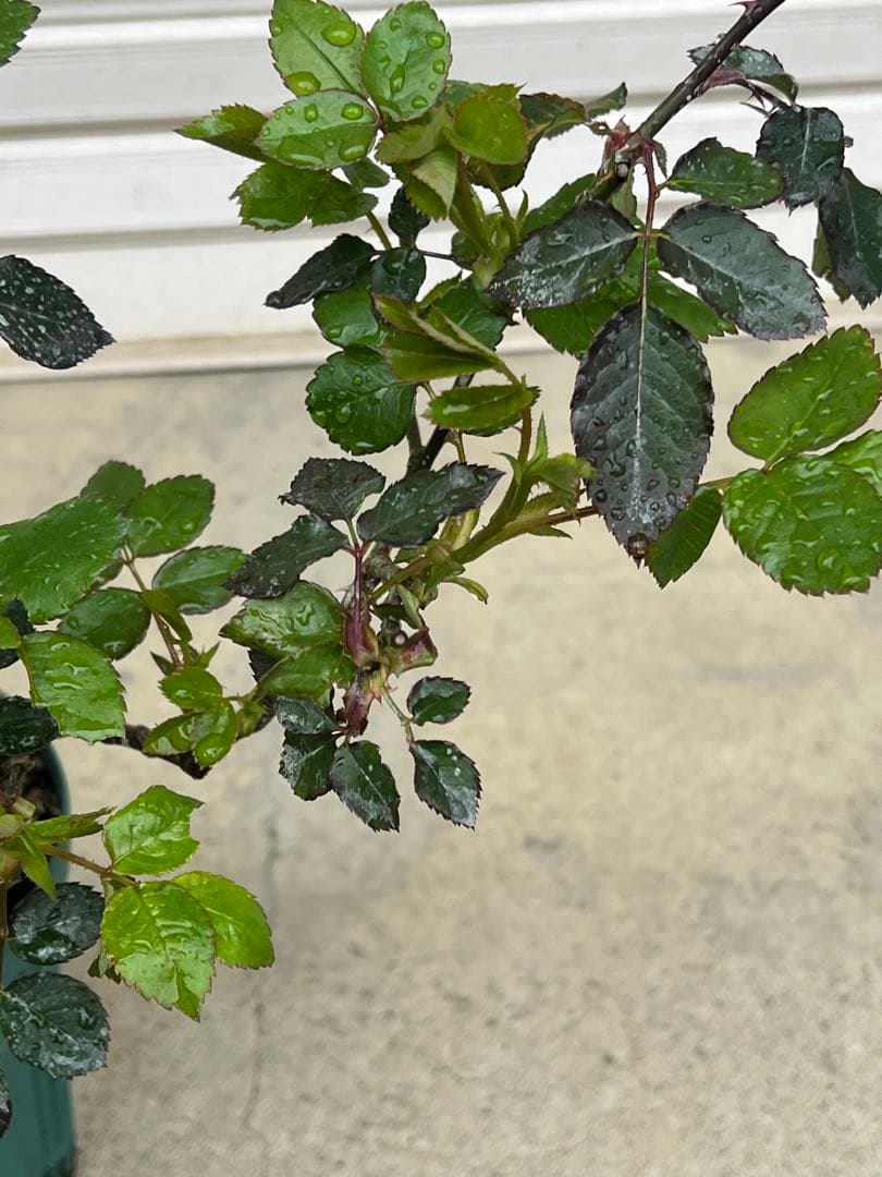 【バラ　バラ苗　アブラハムダービー　廃盤希少種大株】