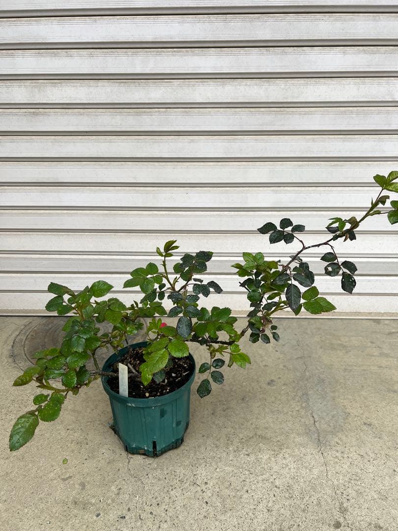 【バラ　バラ苗　アブラハムダービー　廃盤希少種大株】