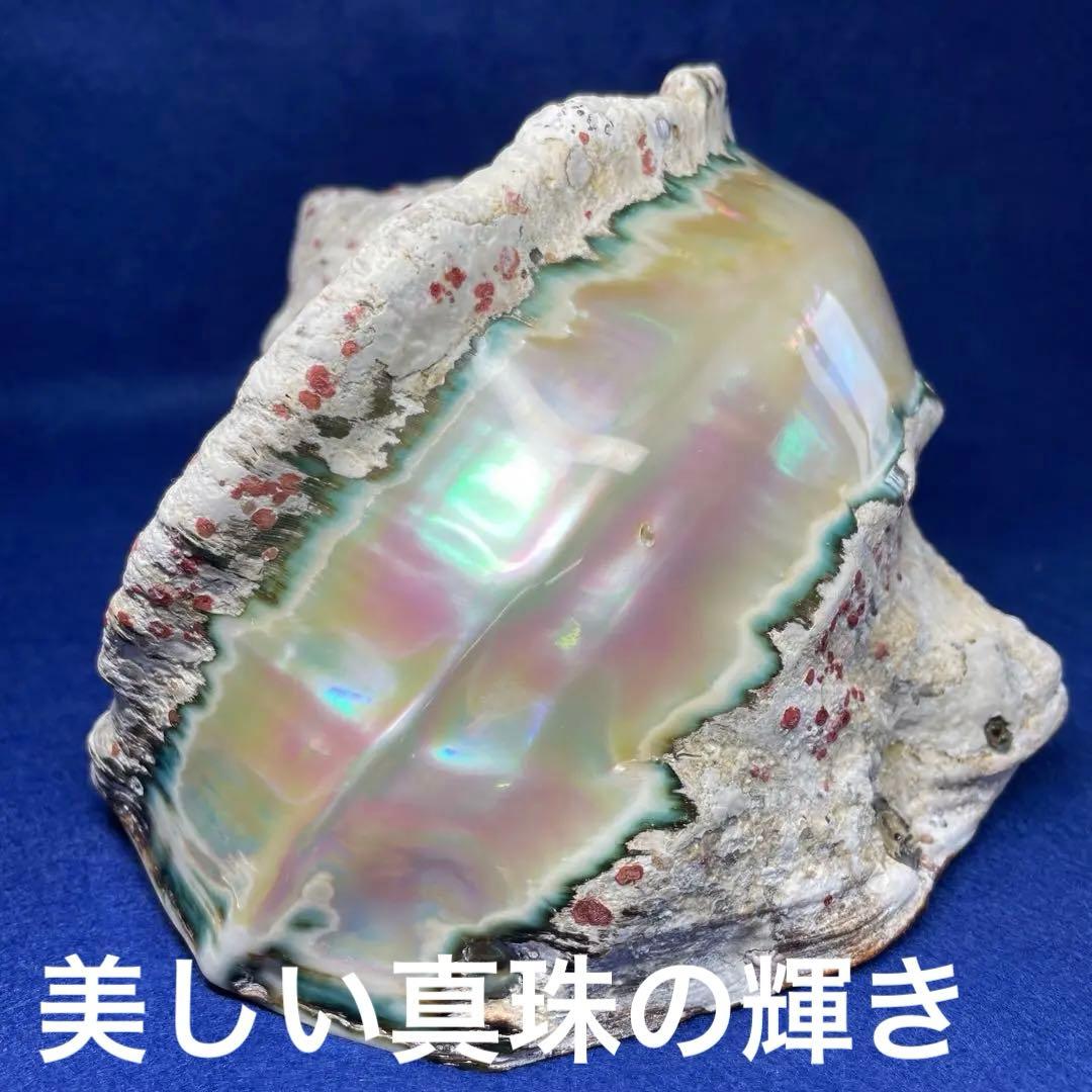 大型夜光貝　真珠磨き　インテリア　飾り物　　　　　　　　　アクセサリー　オブジェ