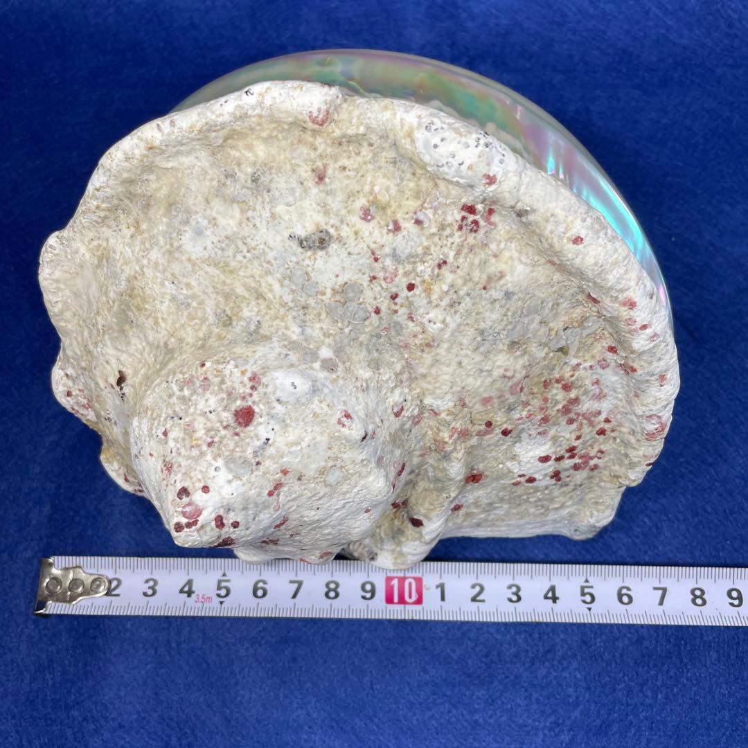 大型夜光貝　真珠磨き　インテリア　飾り物　　　　　　　　　アクセサリー　オブジェ