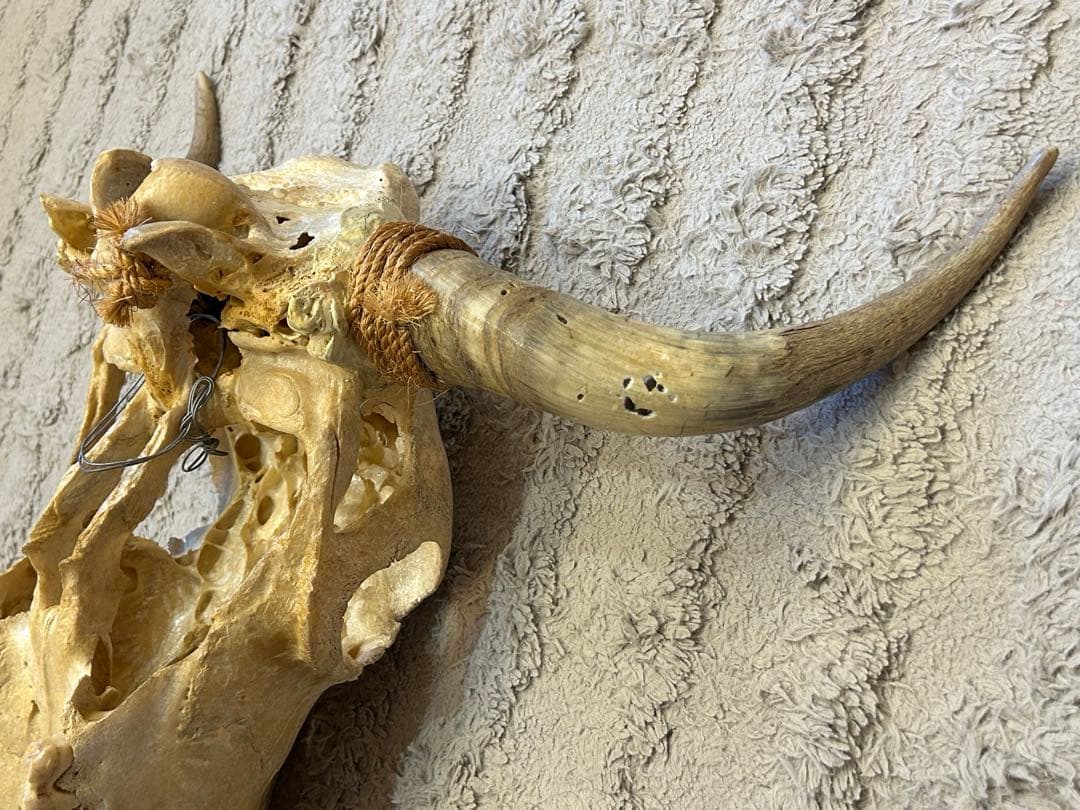牛の頭骨 カウスカル 壁掛け 標本