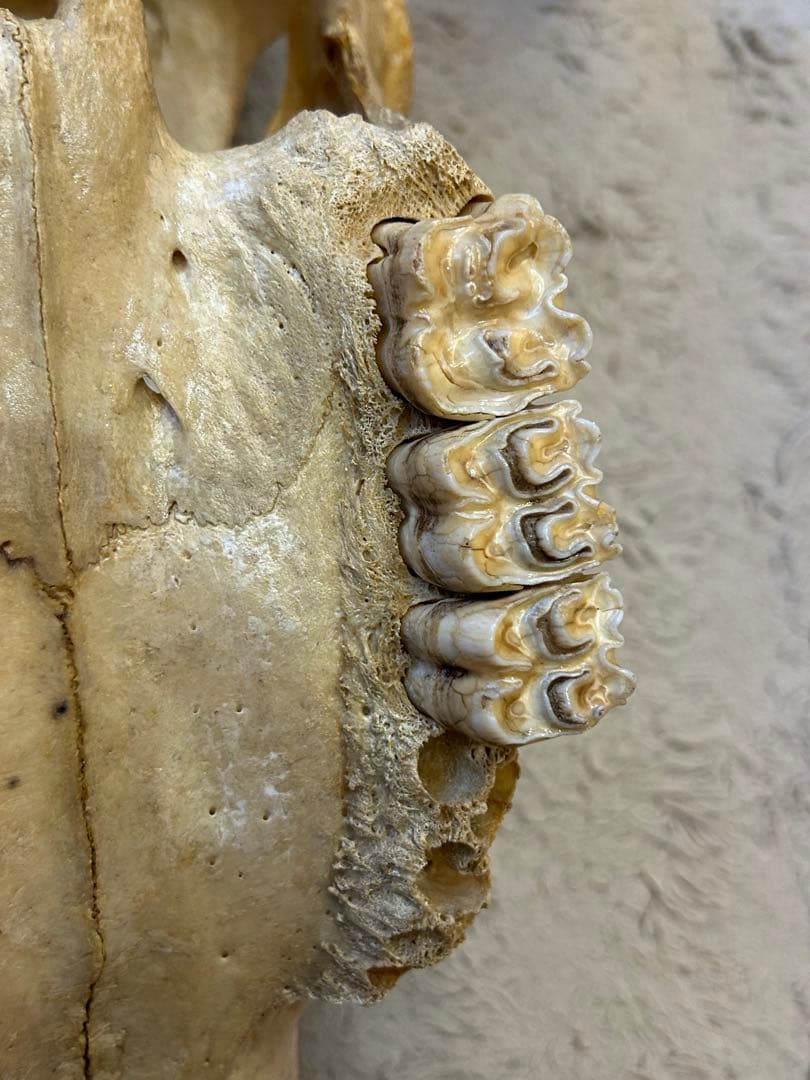 牛の頭骨 カウスカル 壁掛け 標本