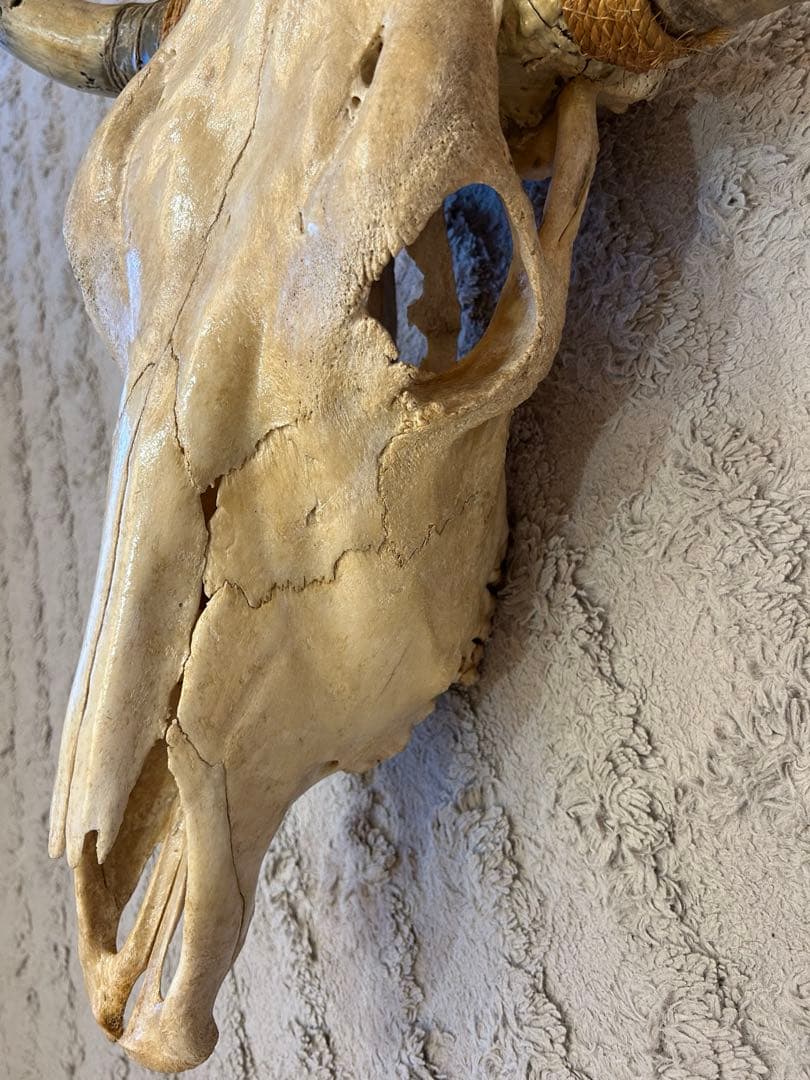 牛の頭骨 カウスカル 壁掛け 標本