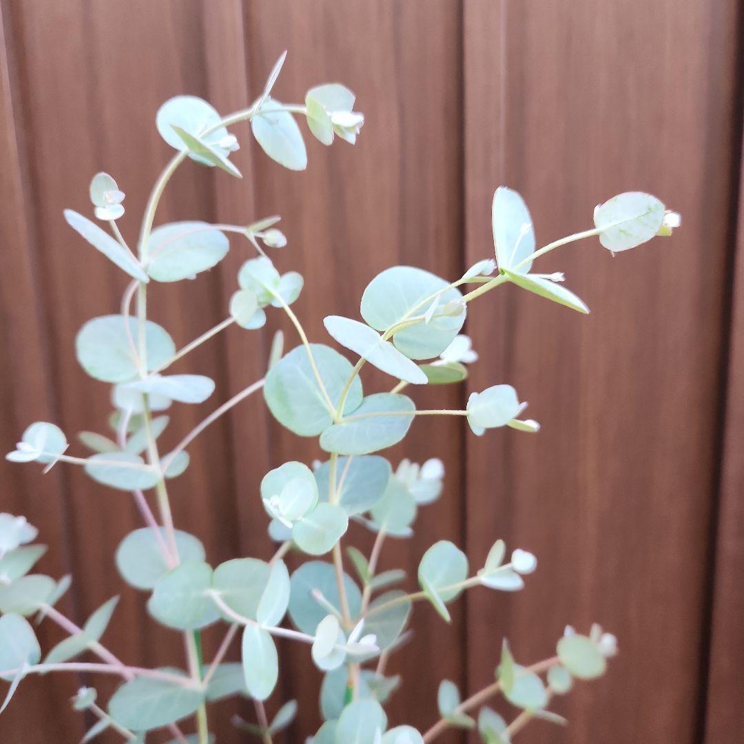 ユーカリ　グニー　壺型テラコッタ鉢植え　苗