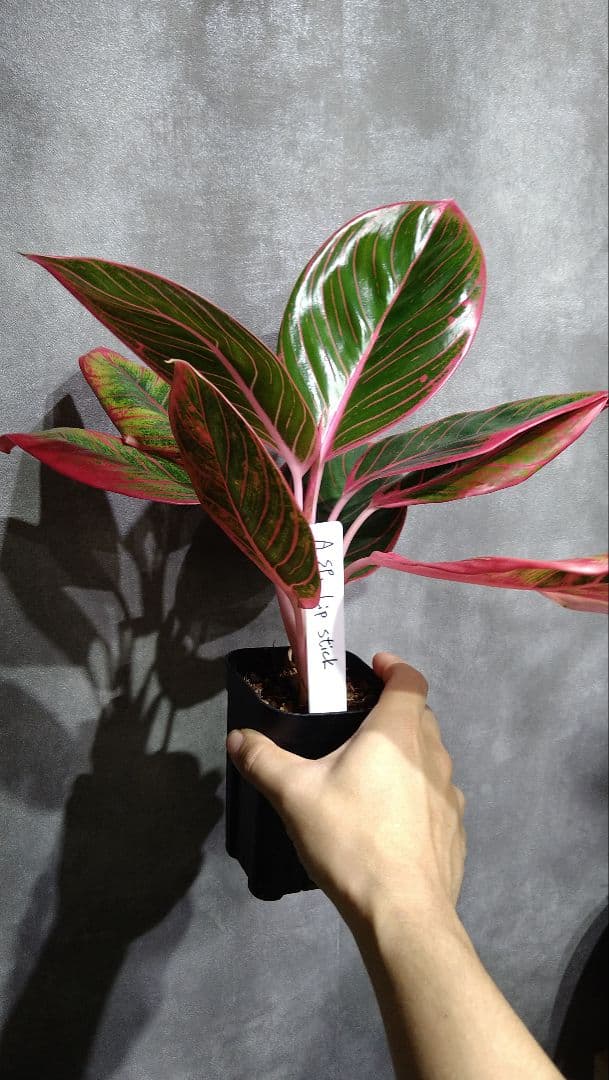 アグラオネマ Aglaonema sp. Lip stick