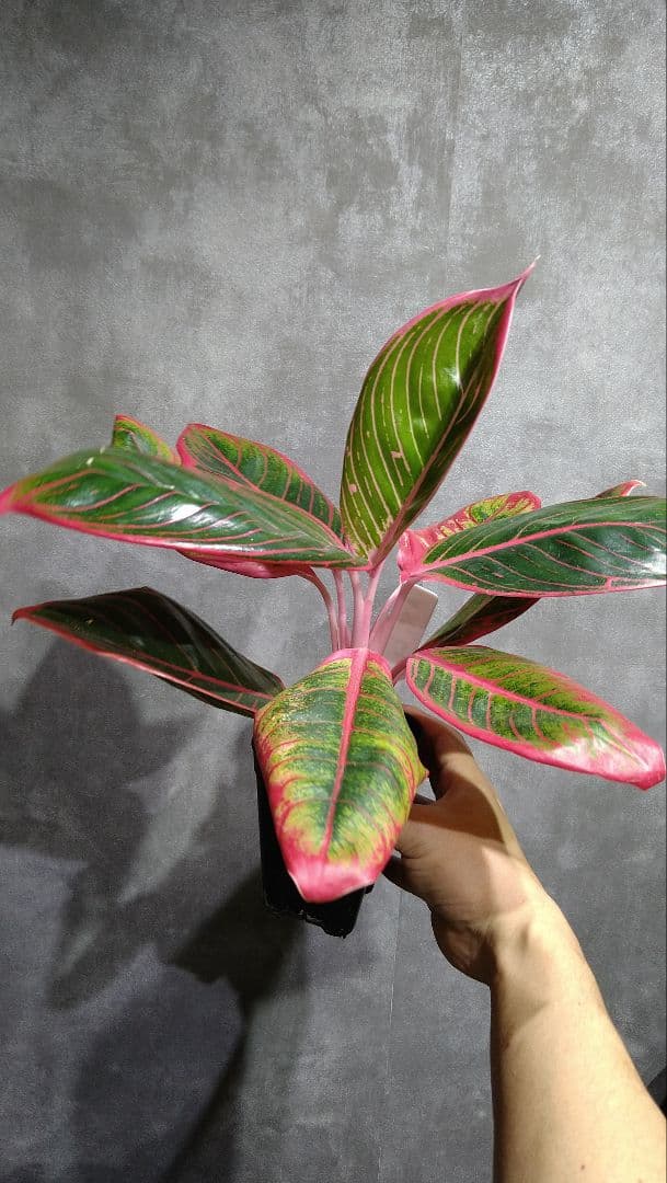アグラオネマ Aglaonema sp. Lip stick