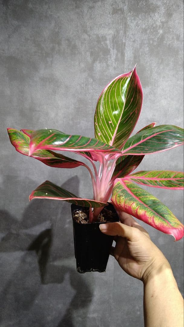 アグラオネマ Aglaonema sp. Lip stick
