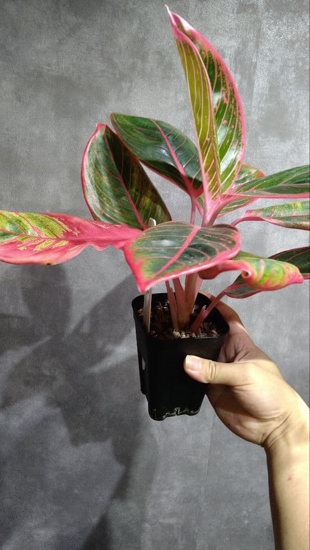 アグラオネマ Aglaonema sp. Lip stick