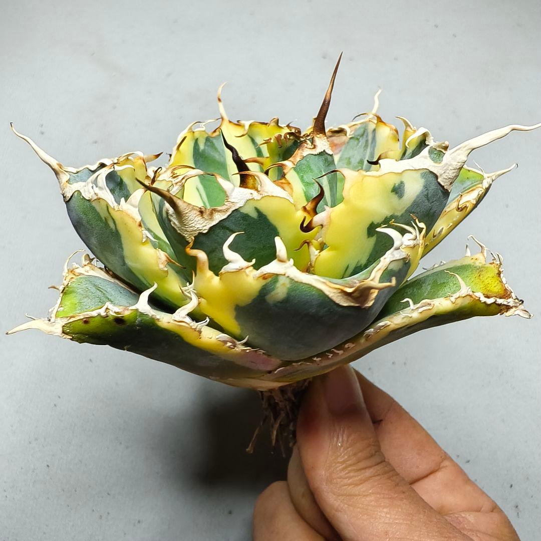 1777 アガベ 綺麗株 白鯨錦 覆輪斑 agave