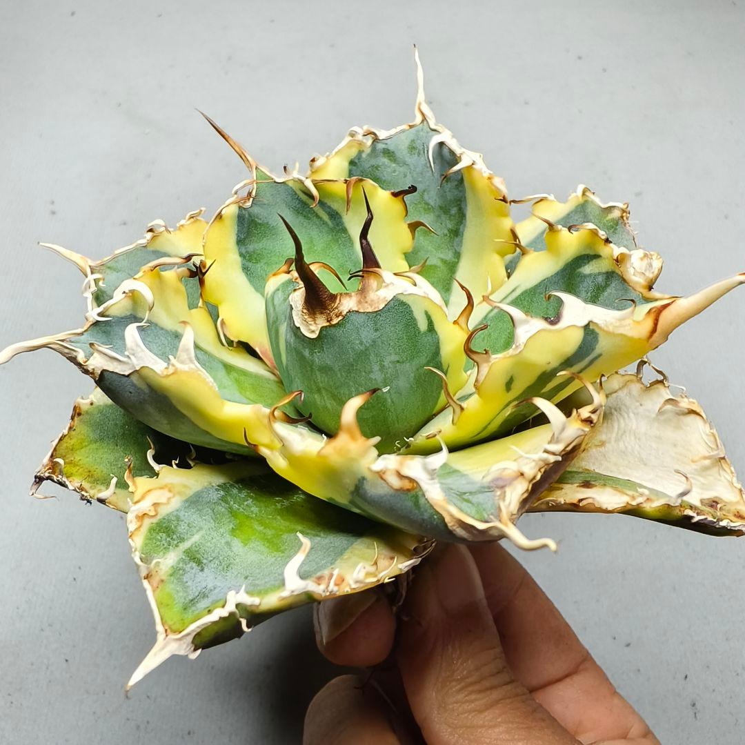 1777 アガベ 綺麗株 白鯨錦 覆輪斑 agave