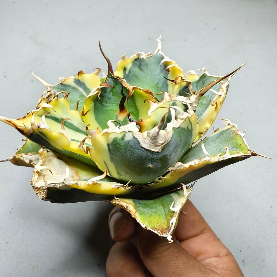 1777 アガベ 綺麗株 白鯨錦 覆輪斑 agave