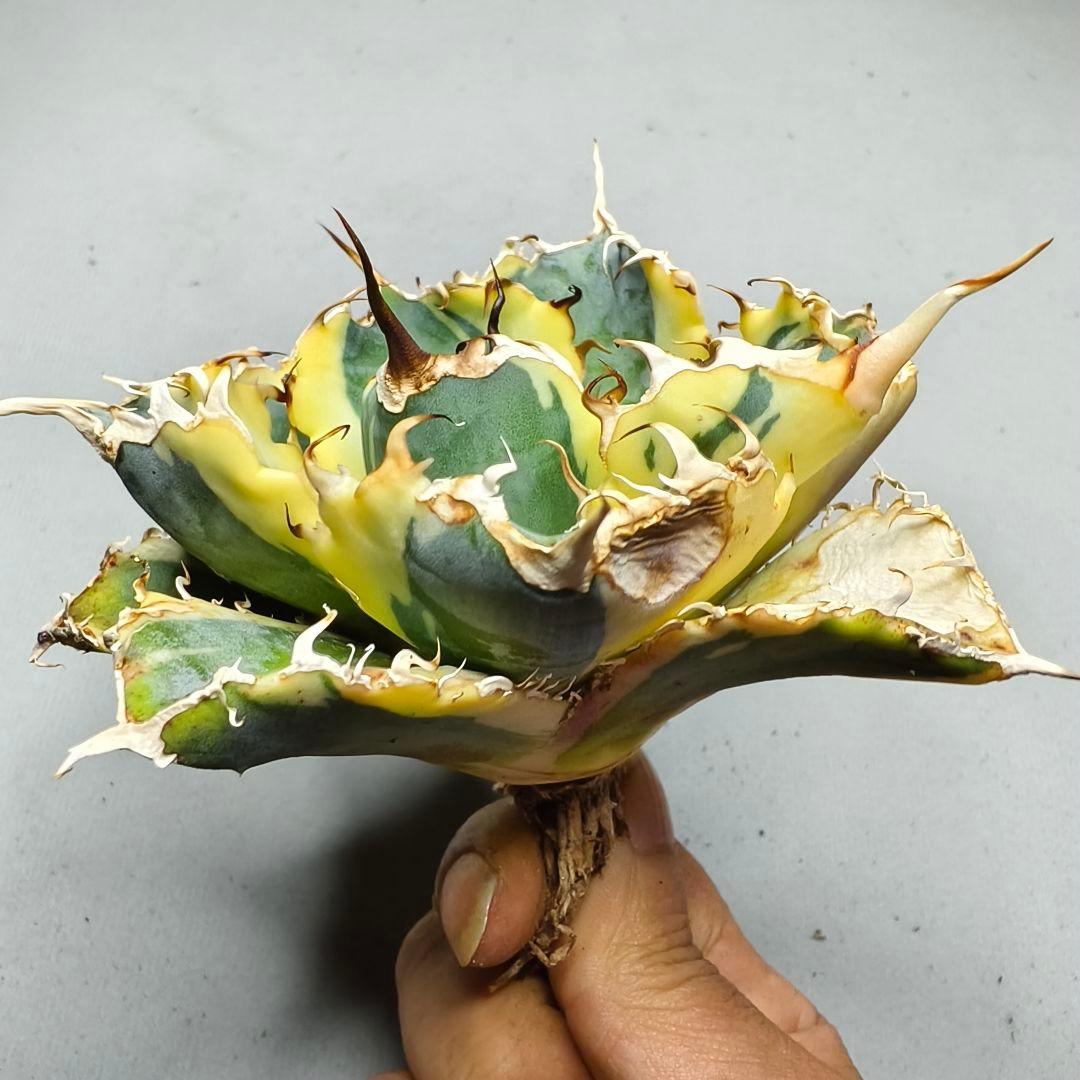 1777 アガベ 綺麗株 白鯨錦 覆輪斑 agave