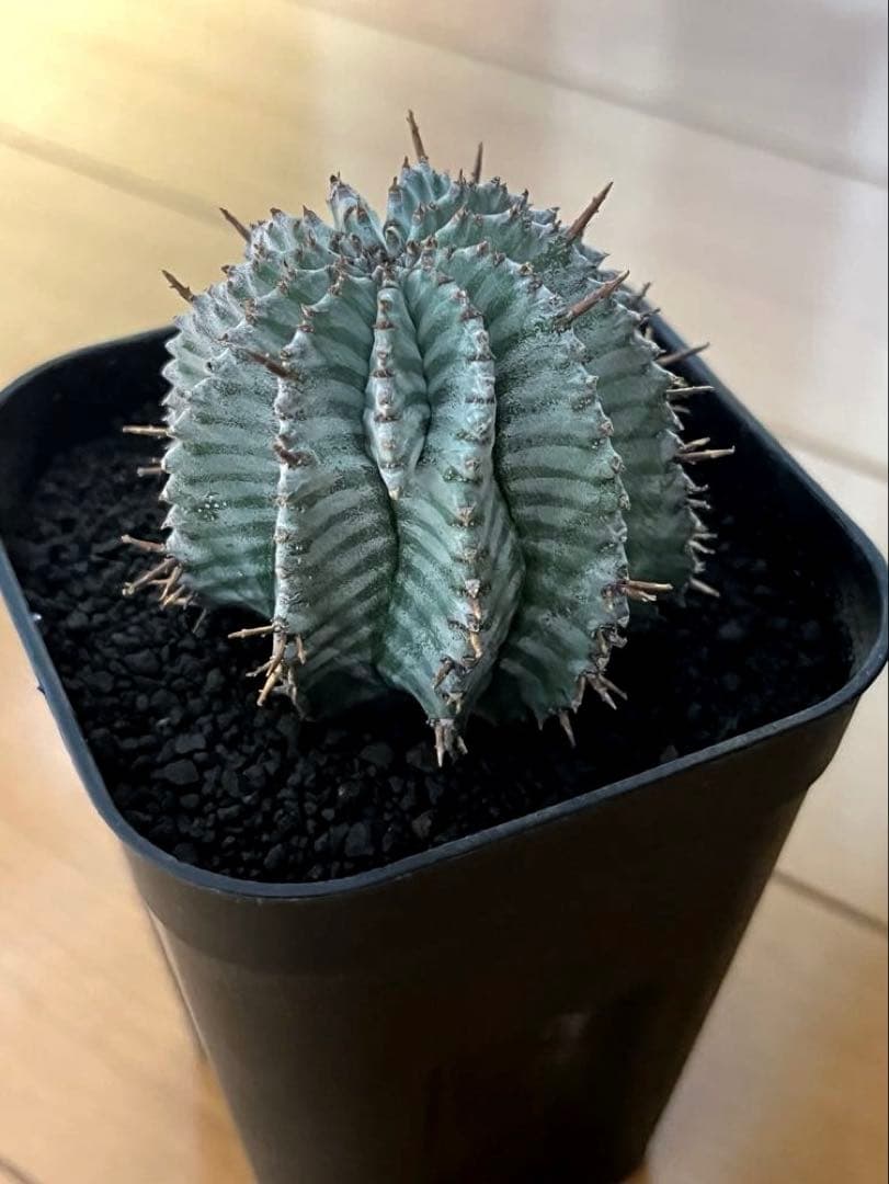 ユーフォルビアホリダ White zebra S胴太 特大サイズ 鉢ごと発送