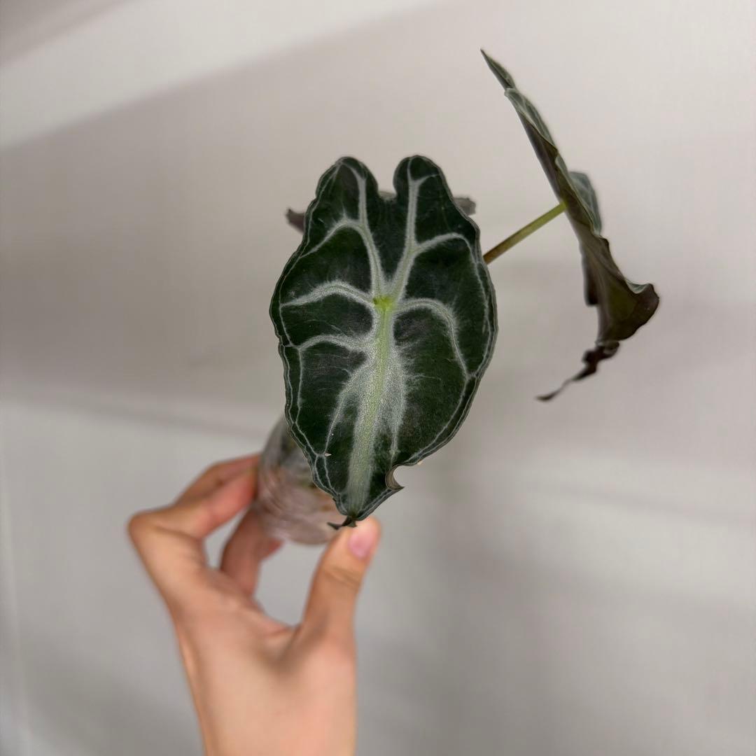 アロカシア ヴェノム Alocasia 'Venom' 管理番号s233