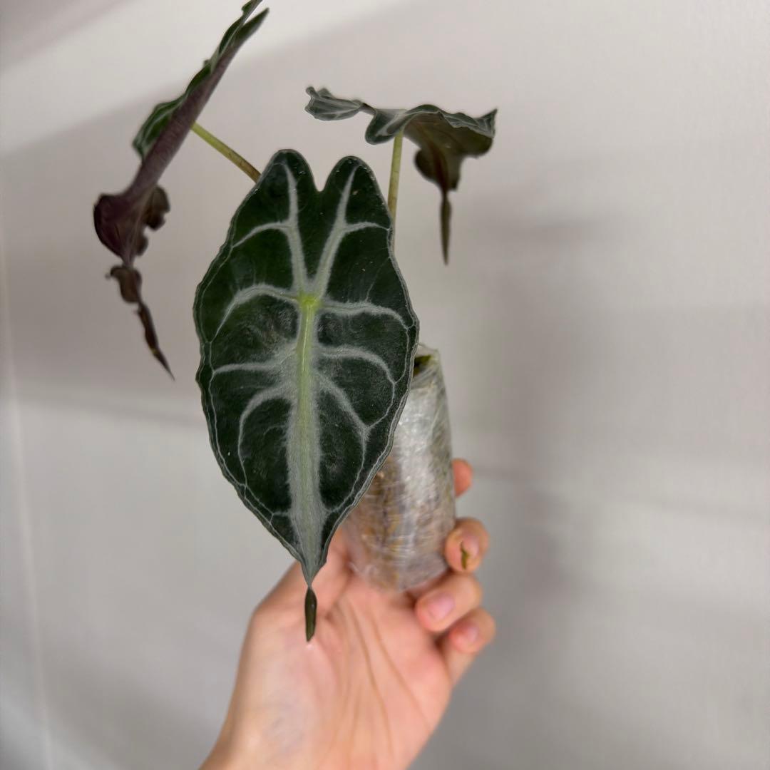 アロカシア ヴェノム Alocasia 'Venom' 管理番号s233