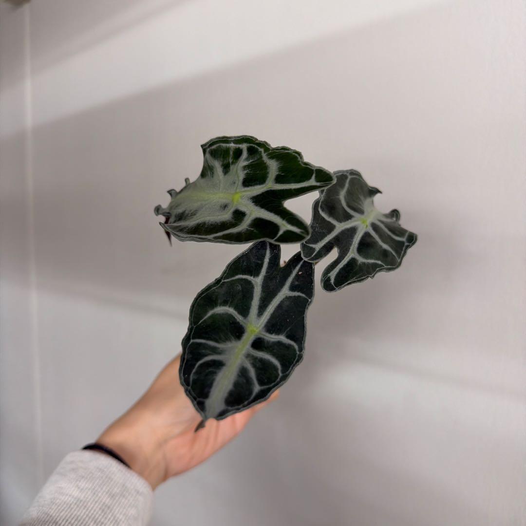 アロカシア ヴェノム Alocasia 'Venom' 管理番号s233