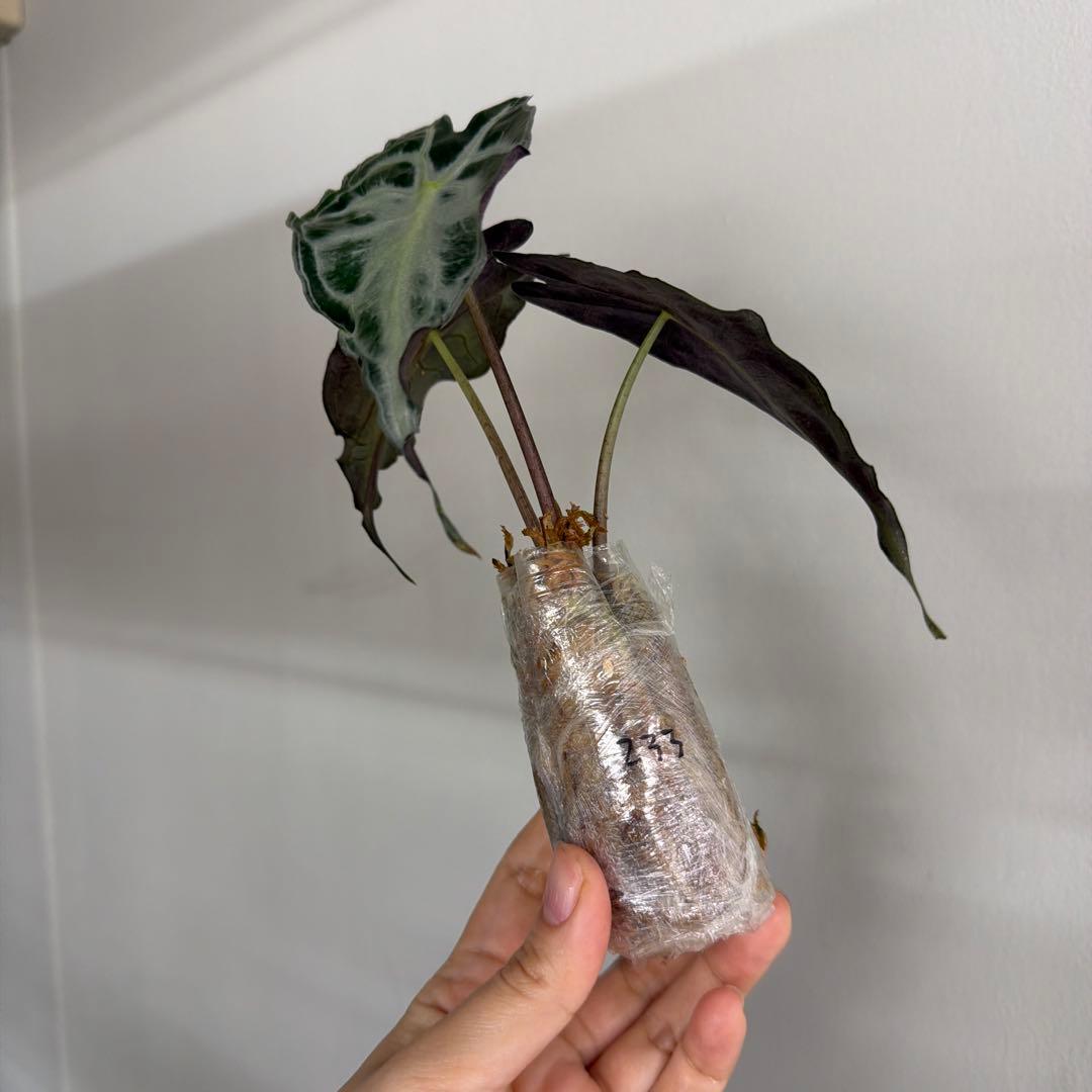 アロカシア ヴェノム Alocasia 'Venom' 管理番号s233