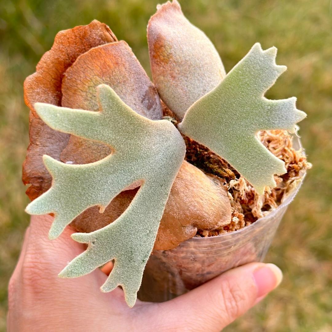 P. willinckii ’Bacteria’ spore　2107