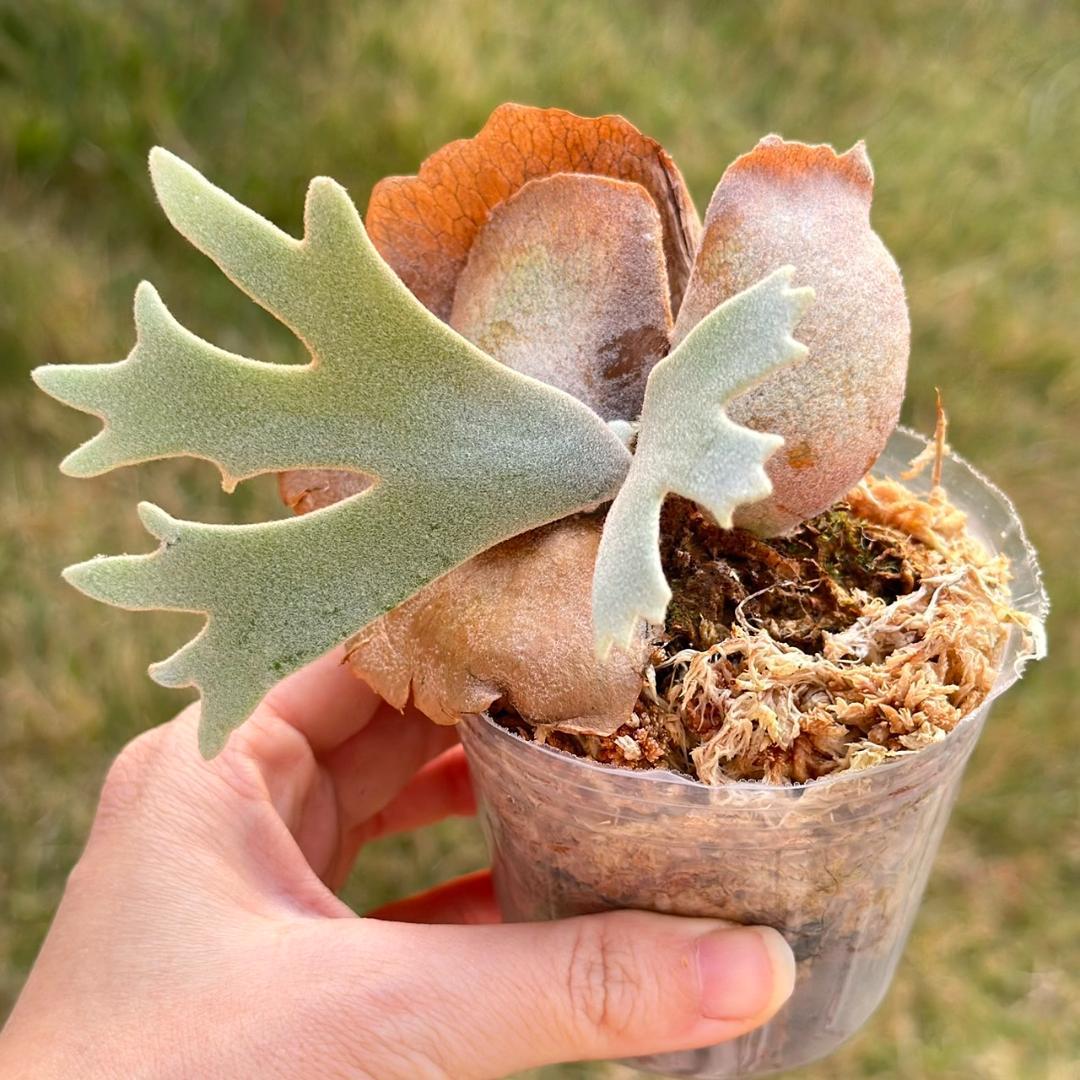 P. willinckii ’Bacteria’ spore　2107