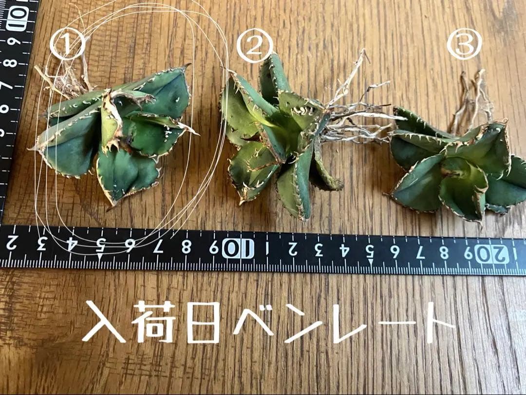 【BLACK FRIDAY】①超特価　アガべ　鰐亀　TC ♯38