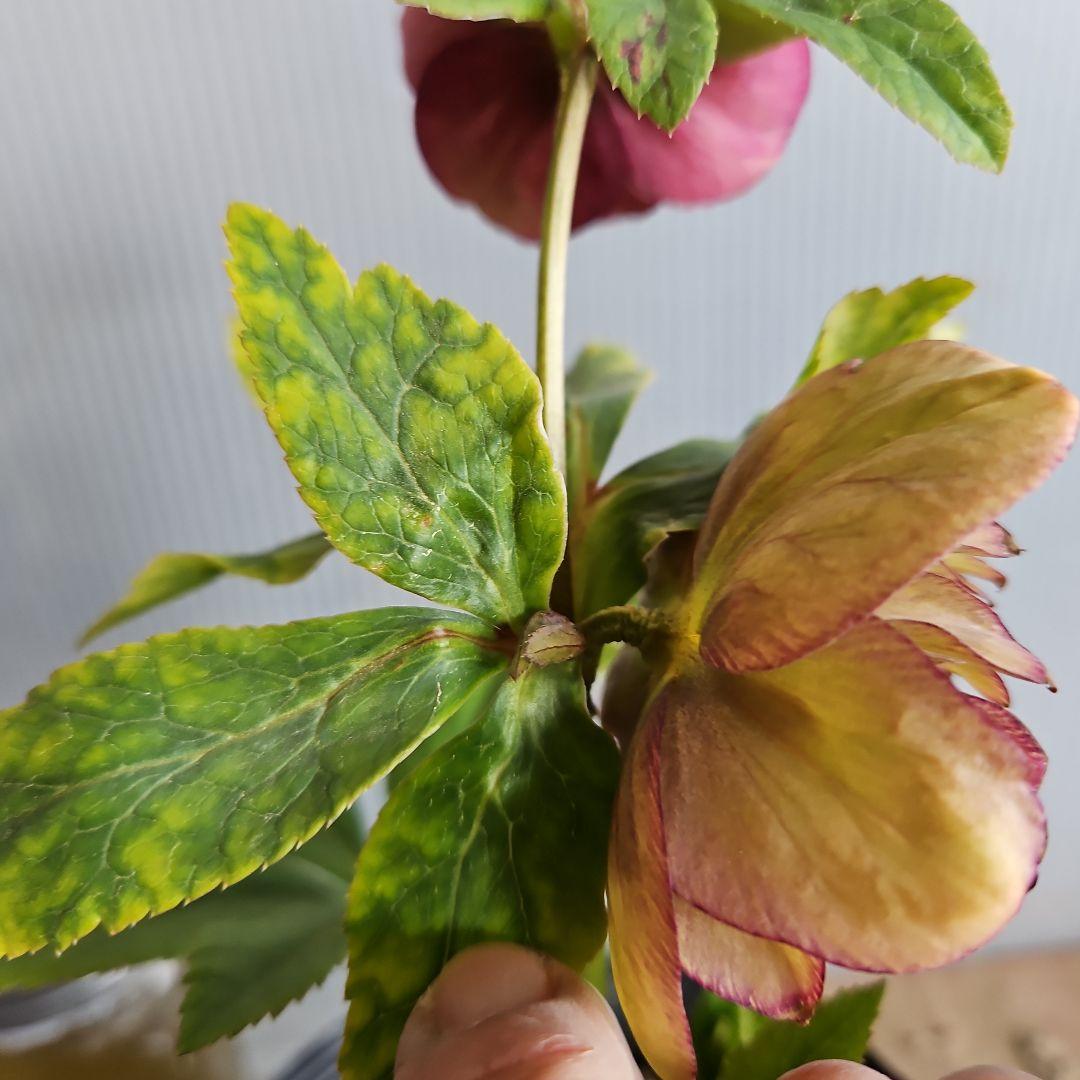 ✿㉖-347クリスマスローズ