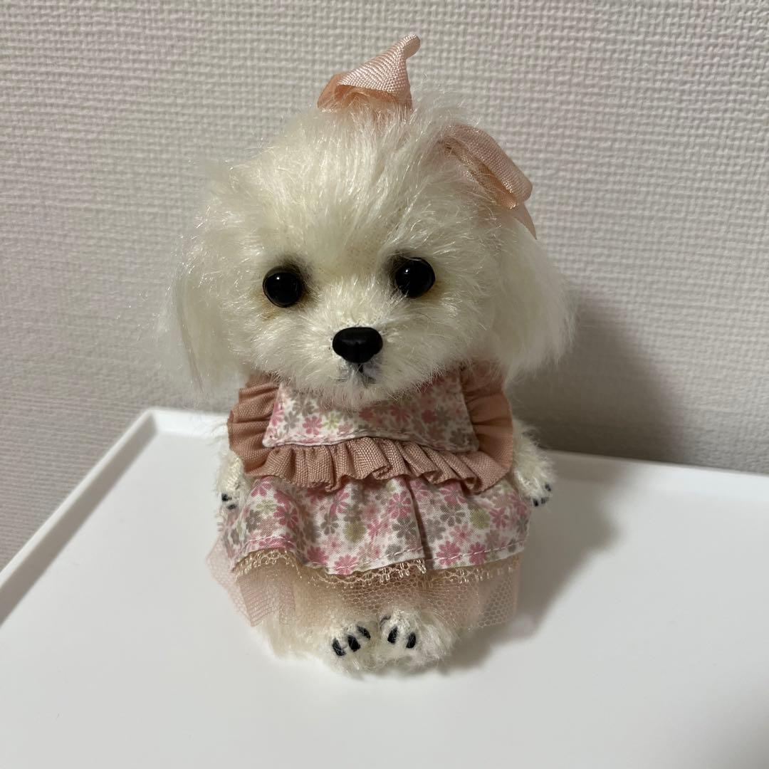 マルチーズ