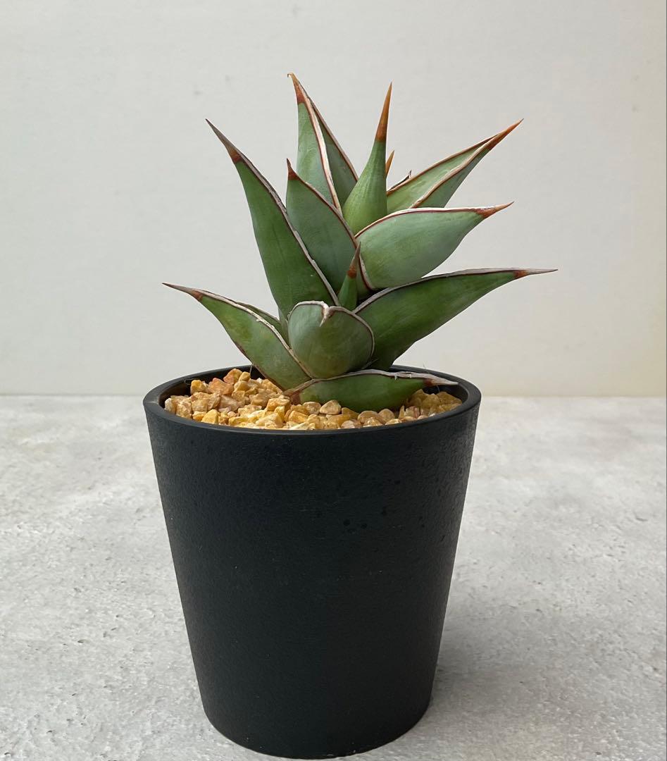 サンスベリア ピングイキュラ ユニコーン♡【レア品種】3.5号ポット高品質特大株