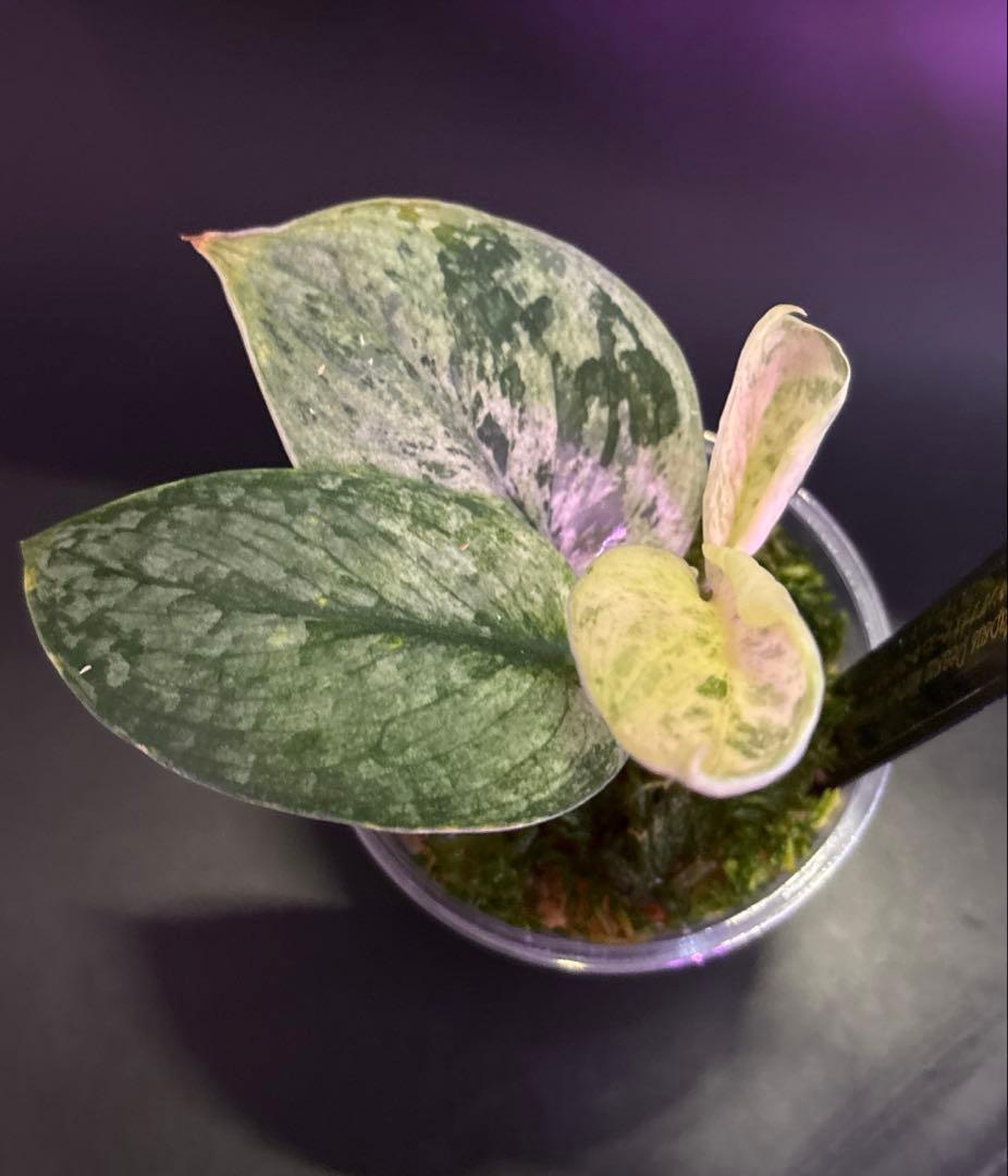 スキンダプサス ケンカナ ピースンマーブルのおまけ付きL5