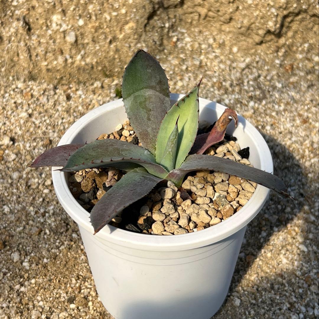 アガベ　パリー 吉祥天　姫吉祥天　子株