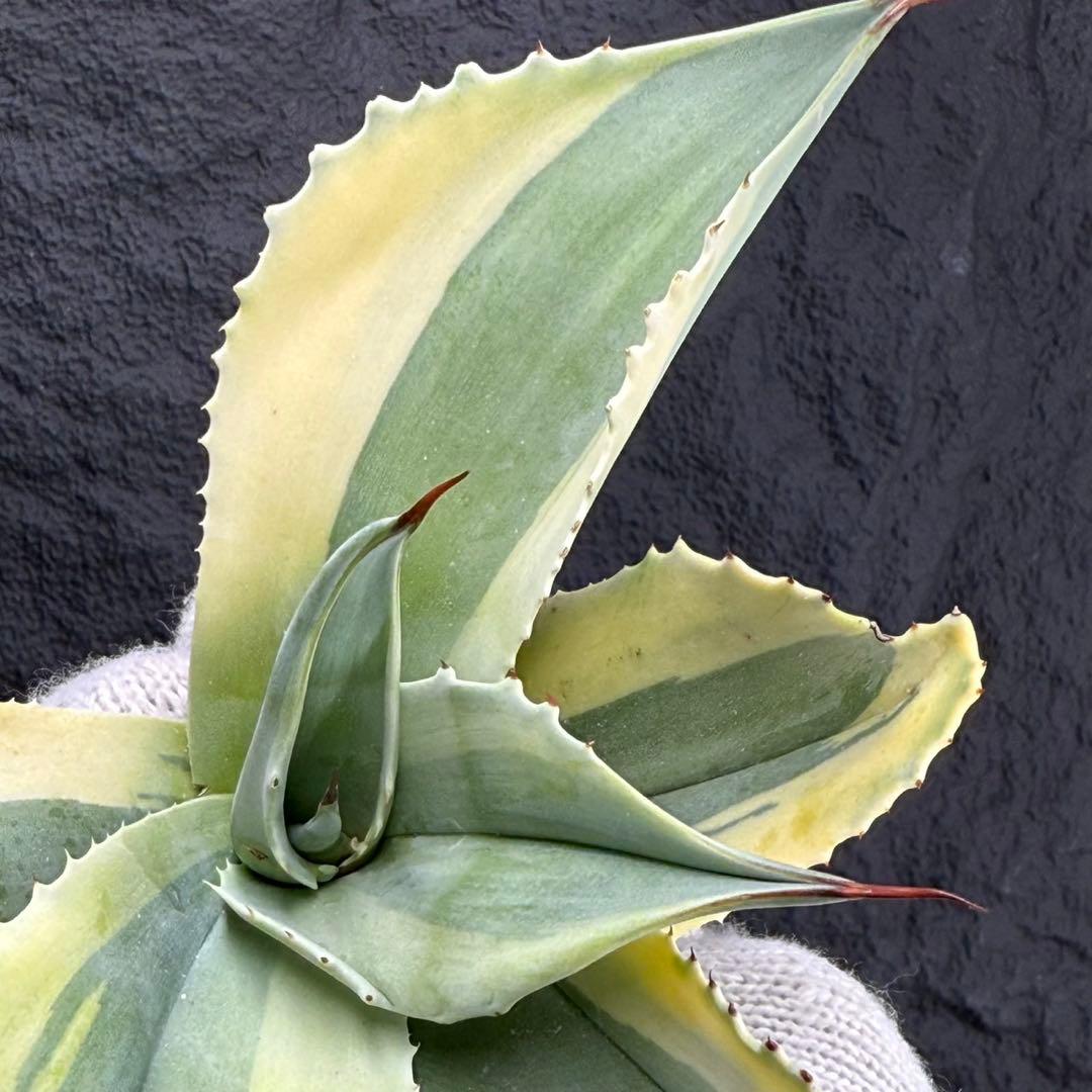 M*o様 【アガベ オバティフォリア“オルカ”】地植え/-18℃まで/極上/L2