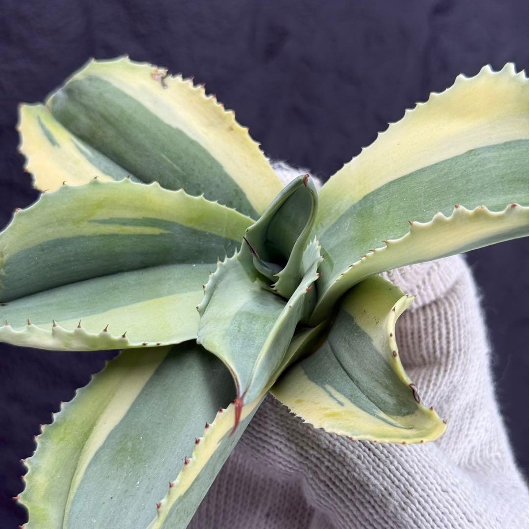 M*o様 【アガベ オバティフォリア“オルカ”】地植え/-18℃まで/極上/L2