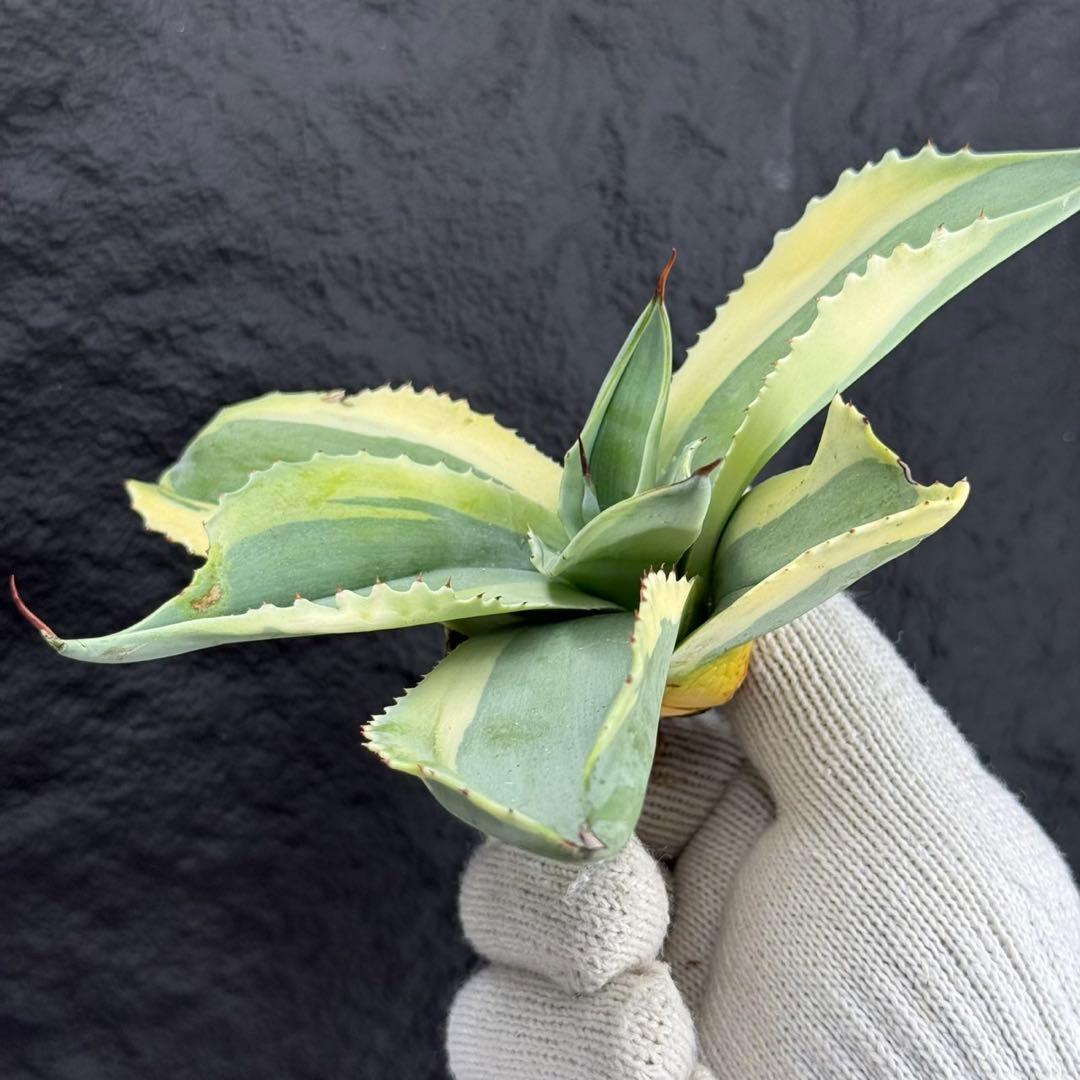 M*o様 【アガベ オバティフォリア“オルカ”】地植え/-18℃まで/極上/L2