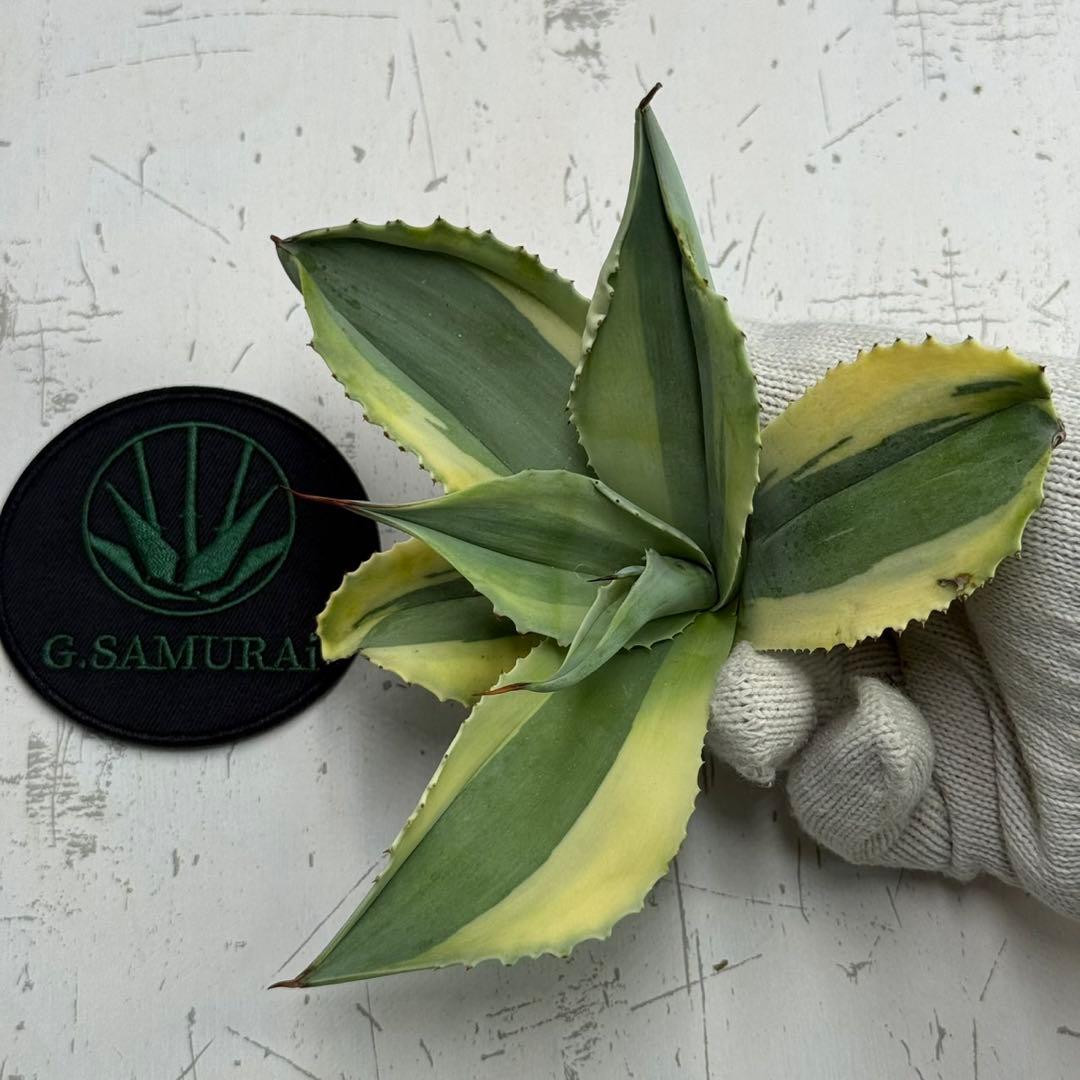 M*o様 【アガベ オバティフォリア“オルカ”】地植え/-18℃まで/極上/L2