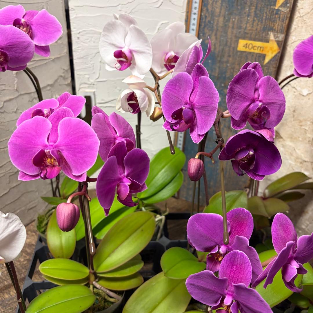 ゆ*ま様 胡蝶蘭　8ポット　ファレノプシス