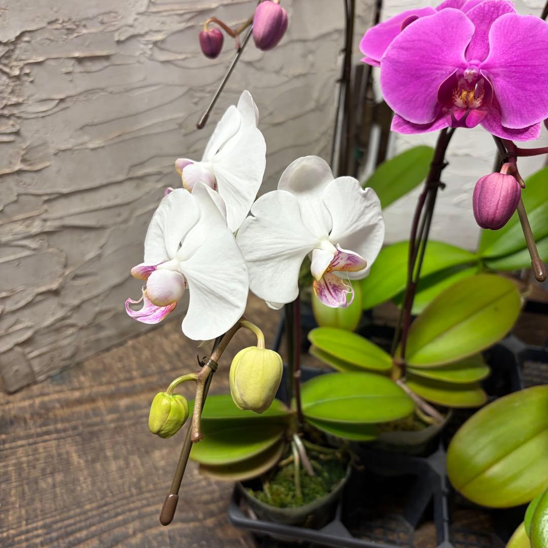 ゆ*ま様 胡蝶蘭　8ポット　ファレノプシス