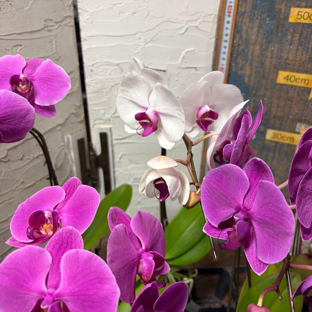 ゆ*ま様 胡蝶蘭　8ポット　ファレノプシス