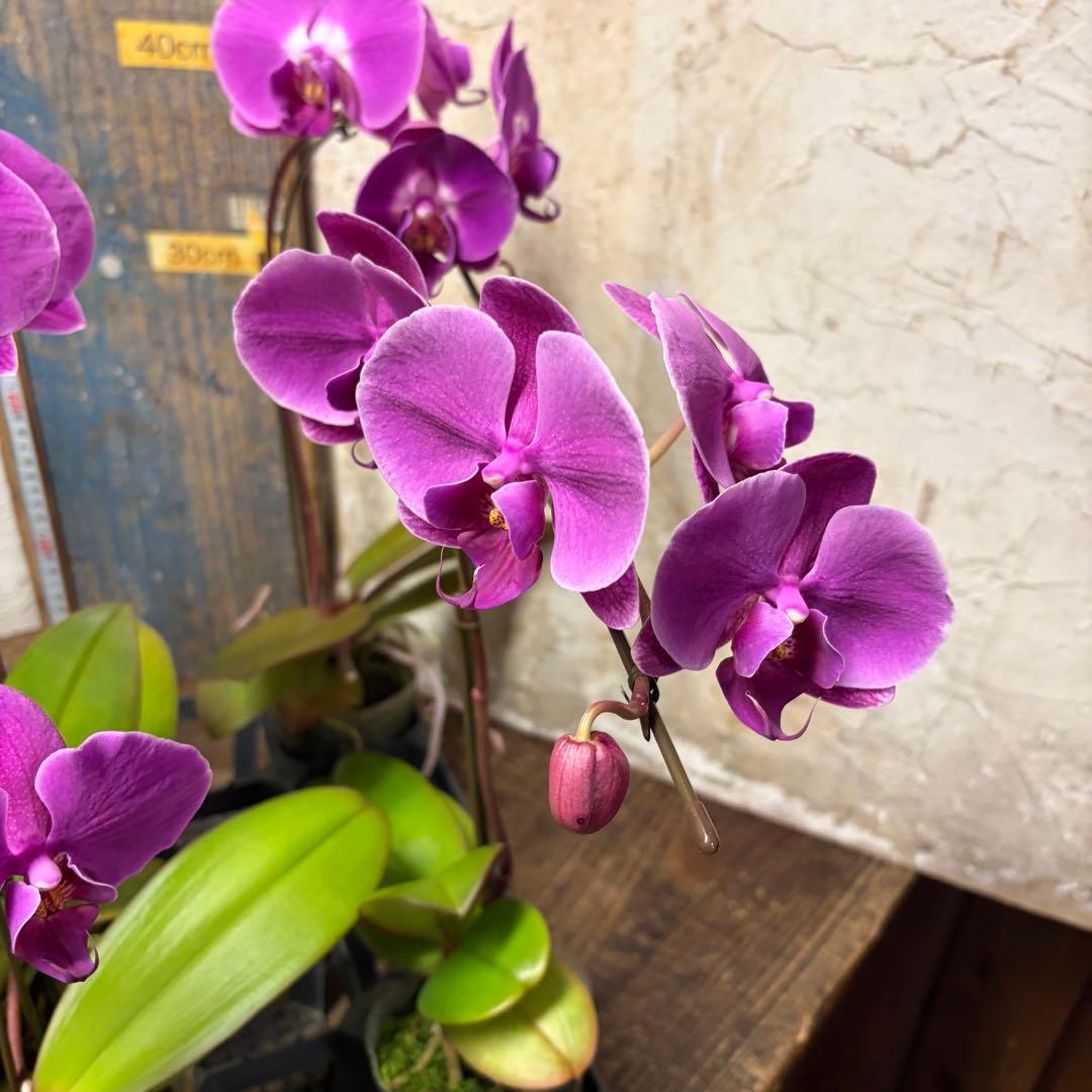 ゆ*ま様 胡蝶蘭　8ポット　ファレノプシス