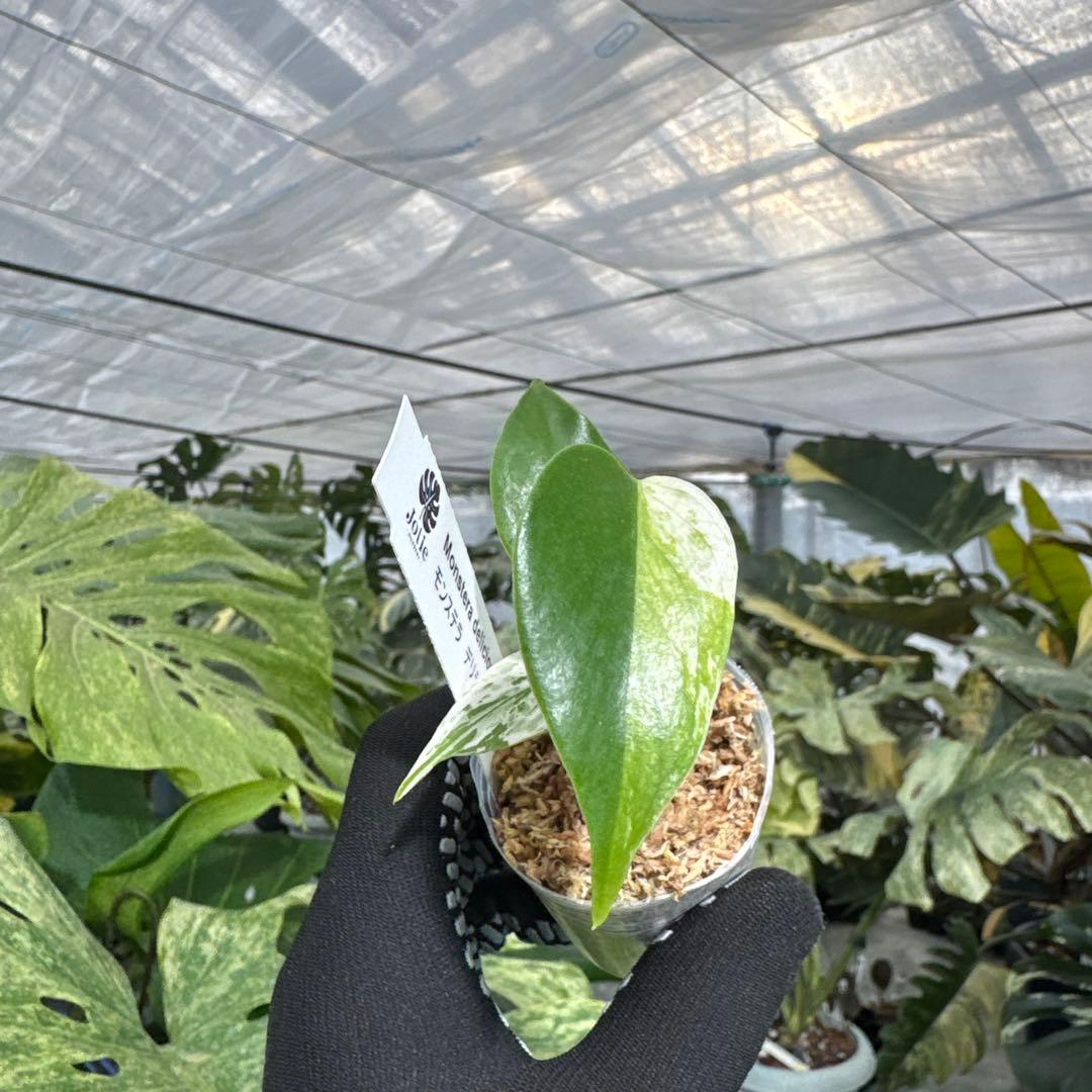 B1モンステラ　デリシオーサ　ミント斑入り　2寸ポリポット　ネコポス発送