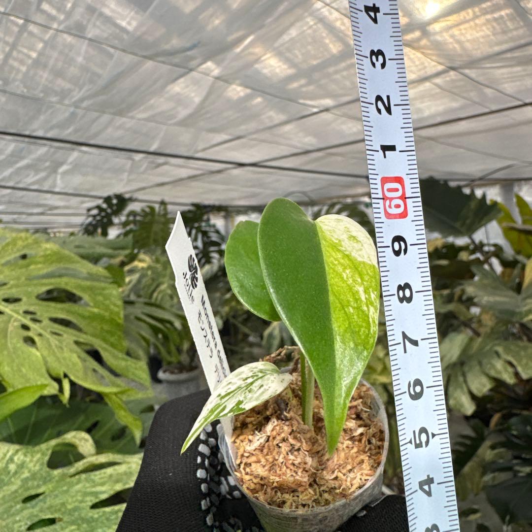 B1モンステラ　デリシオーサ　ミント斑入り　2寸ポリポット　ネコポス発送