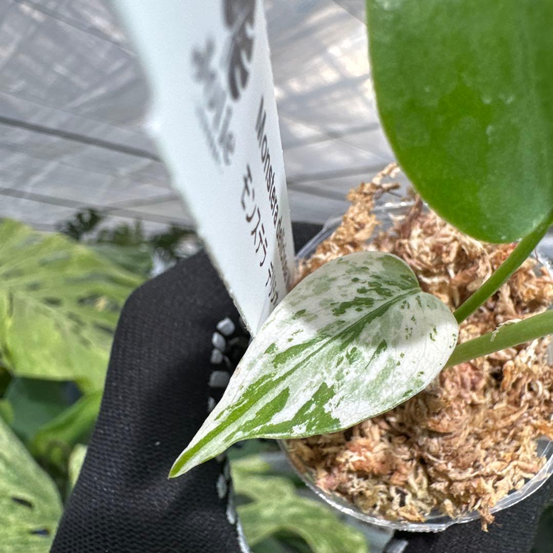 B1モンステラ　デリシオーサ　ミント斑入り　2寸ポリポット　ネコポス発送