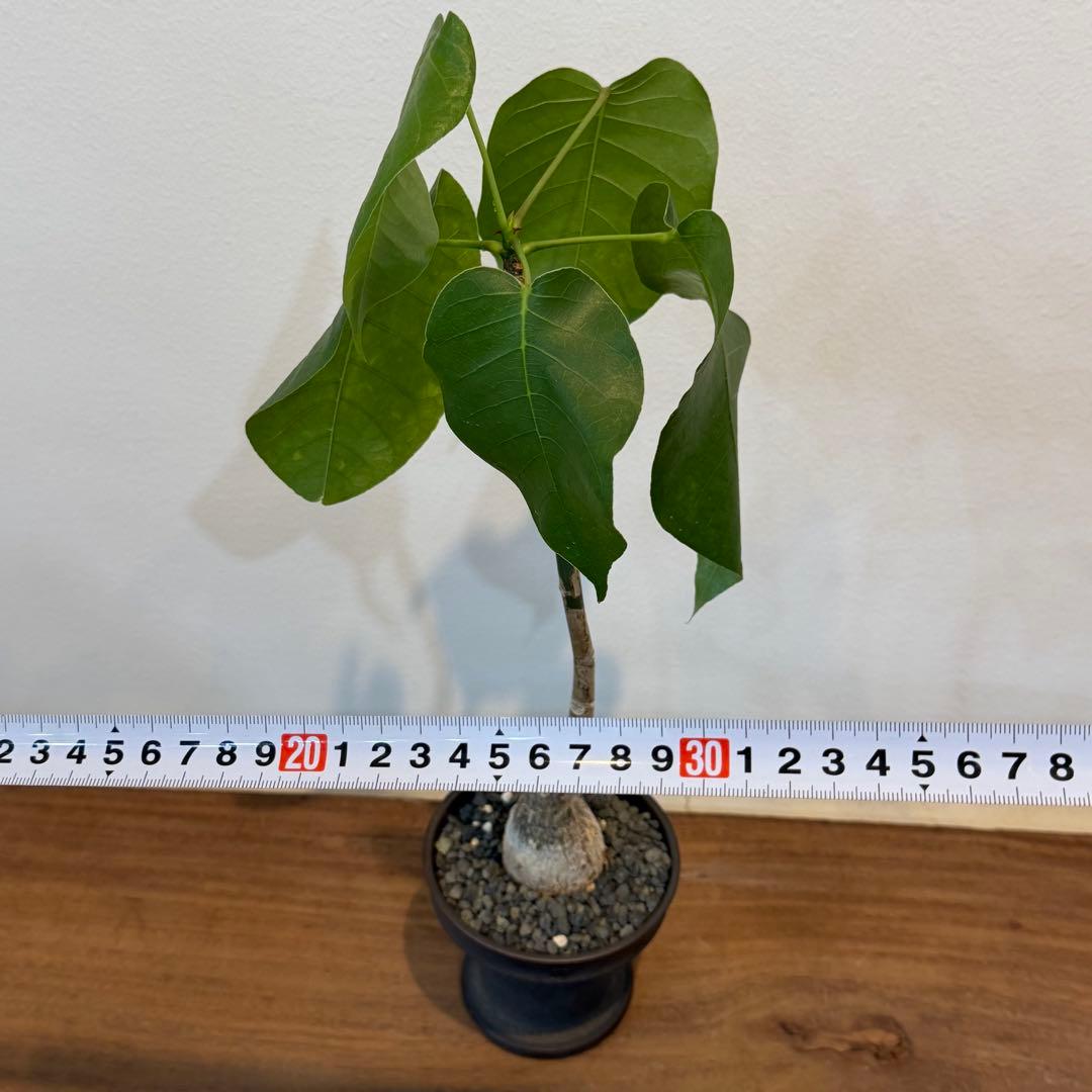 【美株】 ボンバックス サボテン 多肉植物 塊根 コーデックス 観葉植物 陶器鉢
