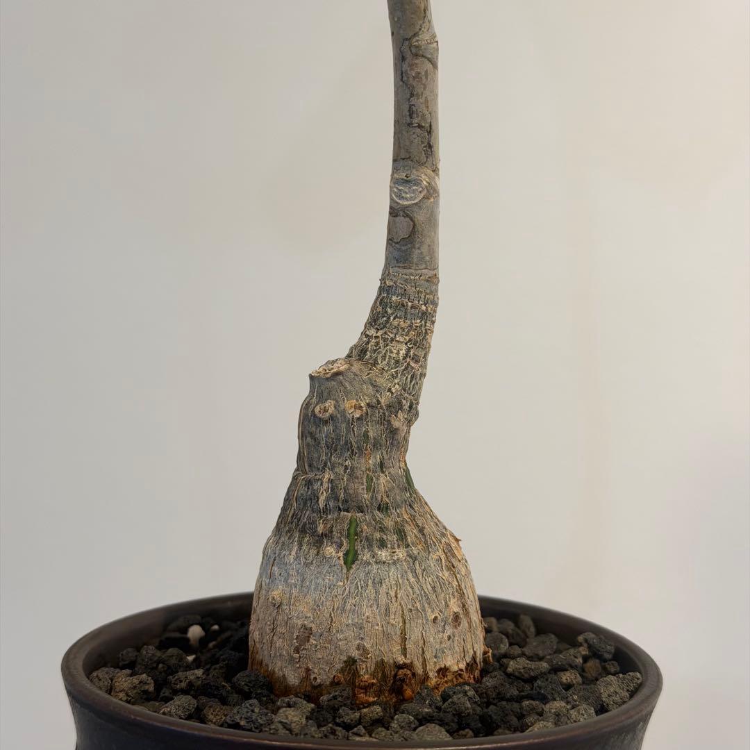 【美株】 ボンバックス サボテン 多肉植物 塊根 コーデックス 観葉植物 陶器鉢