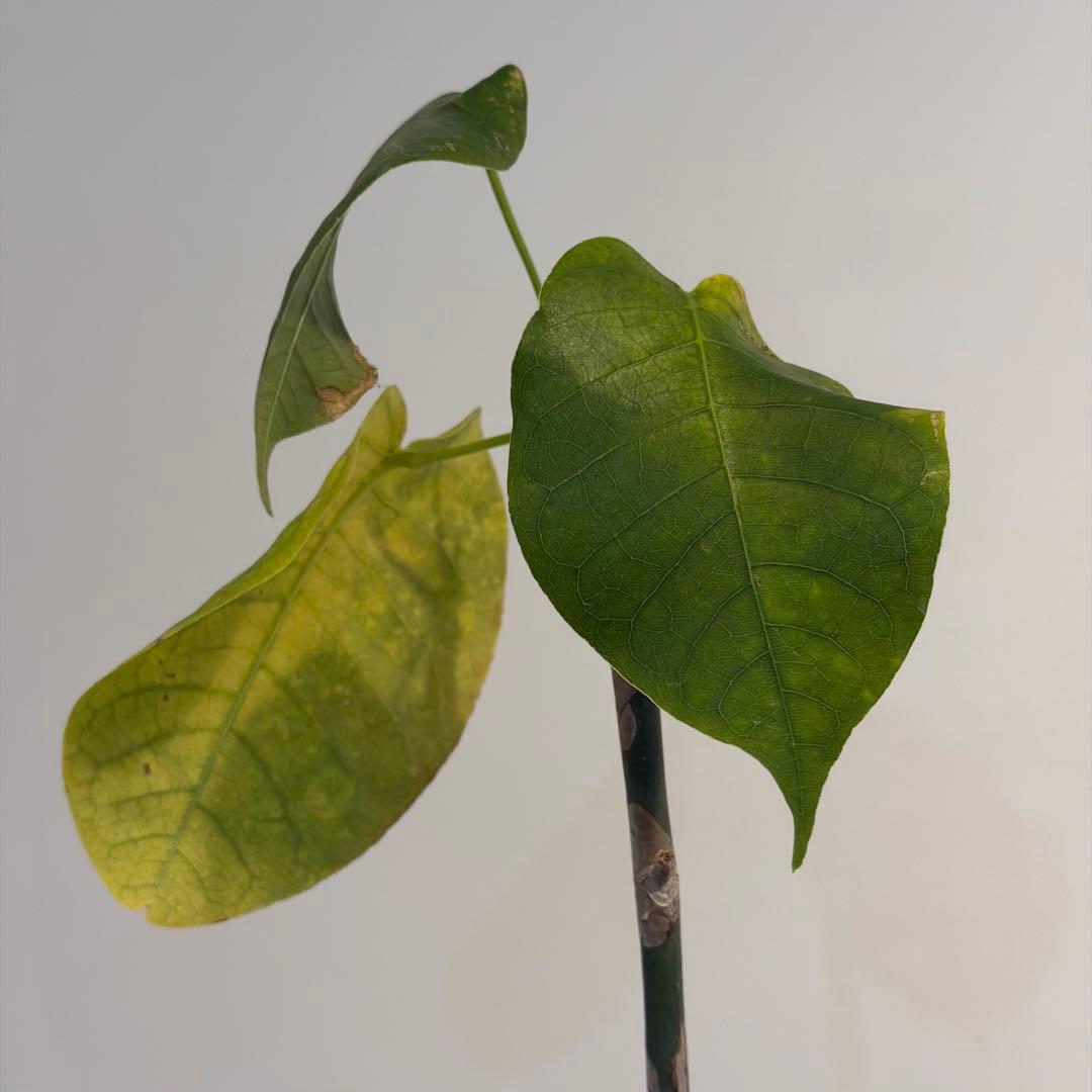 【美株】 ボンバックス サボテン 多肉植物 塊根 コーデックス 観葉植物 陶器鉢