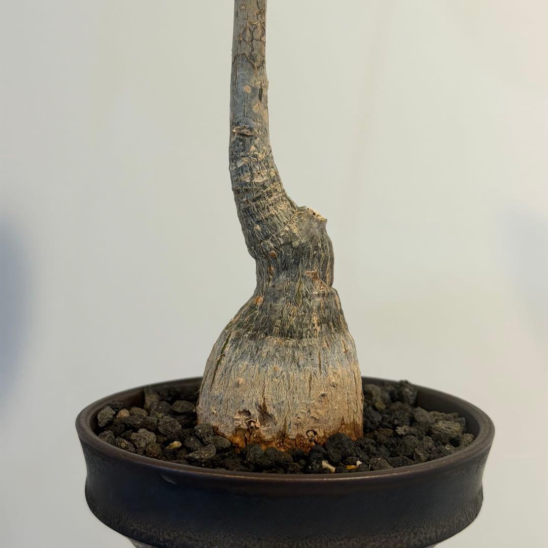 【美株】 ボンバックス サボテン 多肉植物 塊根 コーデックス 観葉植物 陶器鉢