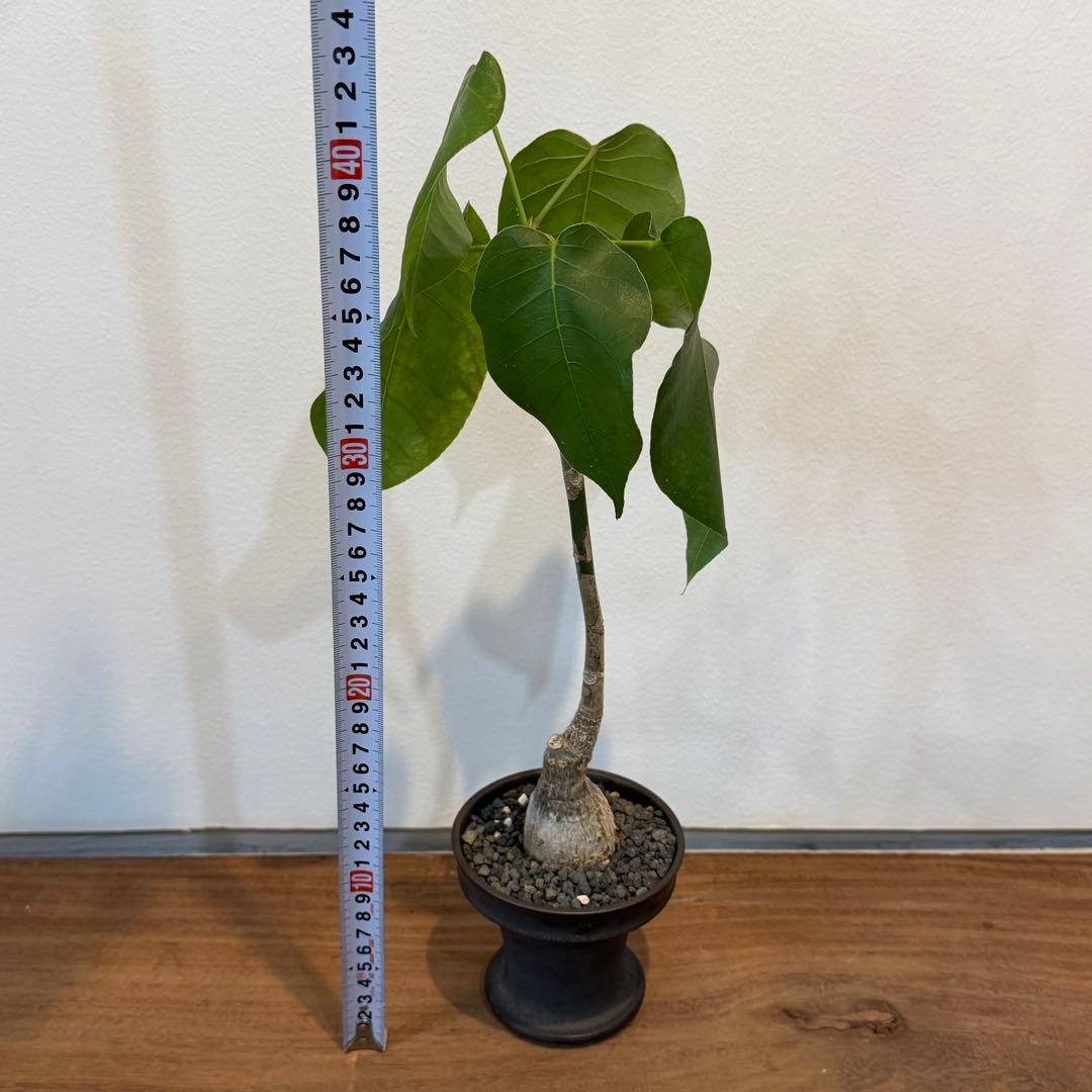 【美株】 ボンバックス サボテン 多肉植物 塊根 コーデックス 観葉植物 陶器鉢