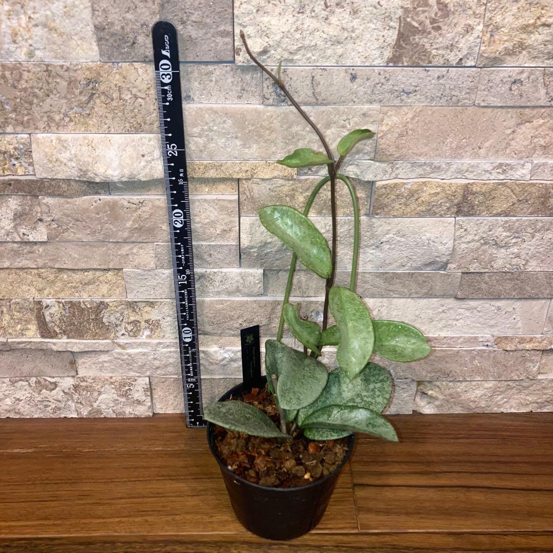 ホヤ カルノーサ ノバゴースト【現品・鉢付・タグ付・メルカリ便】サクララン