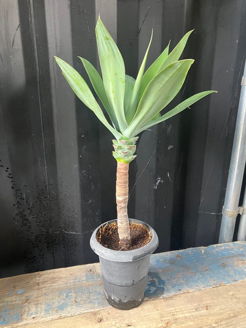 沖縄産　アガベ　ボーチンブルー　観葉植物　 お祝い　プレゼント　アテーナータ