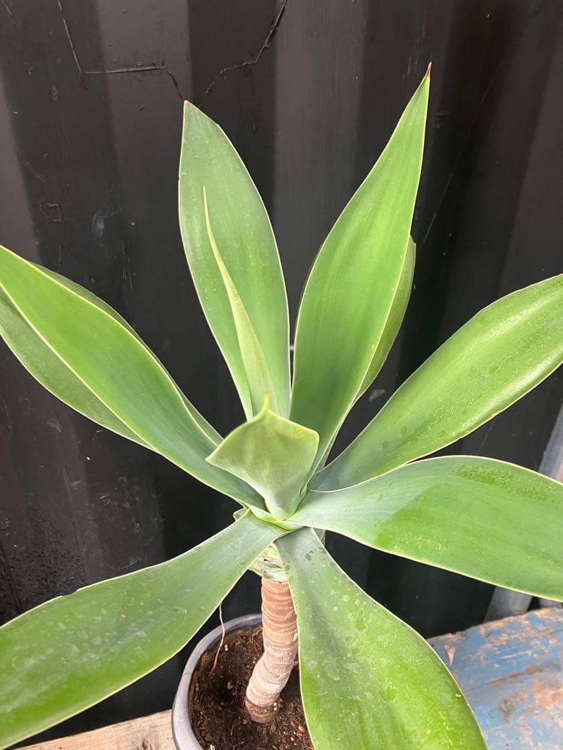 沖縄産　アガベ　ボーチンブルー　観葉植物　 お祝い　プレゼント　アテーナータ