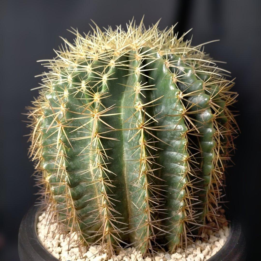 金鯱 キンシャチ クレンレイニア エキノカクタス 地植え ドライガーデン ロック