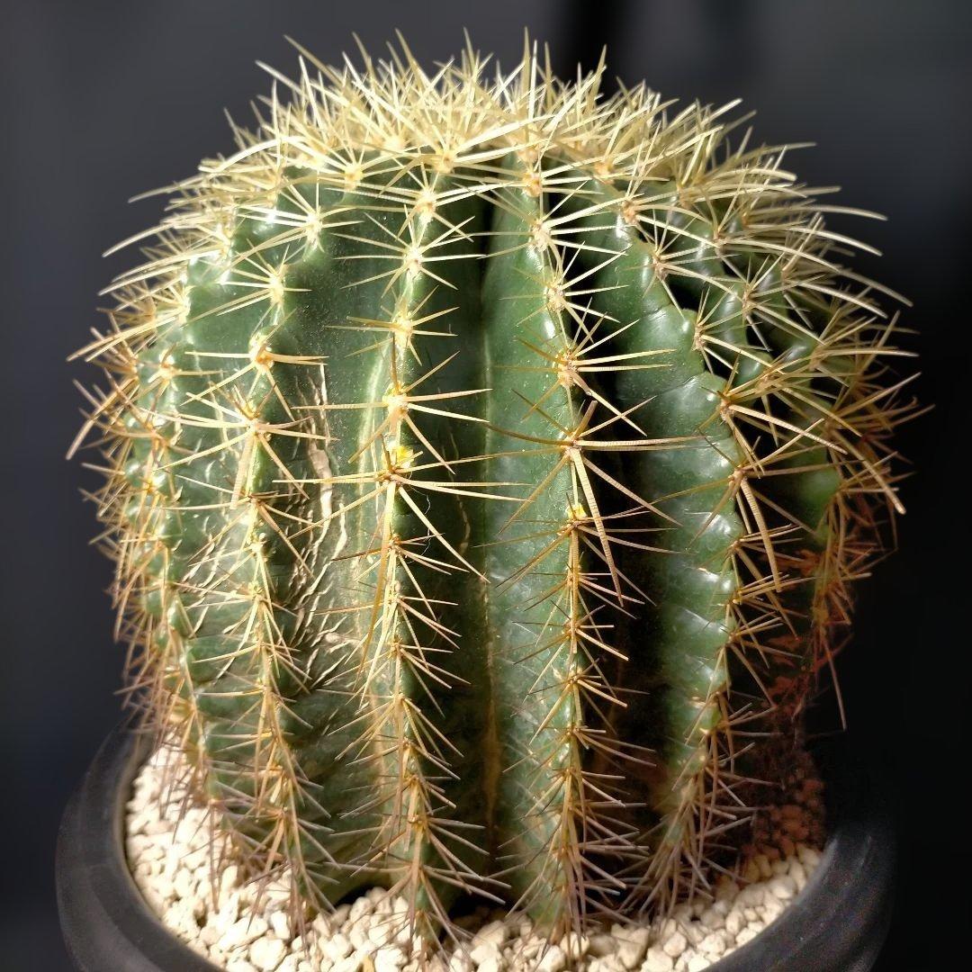 金鯱 キンシャチ クレンレイニア エキノカクタス 地植え ドライガーデン ロック